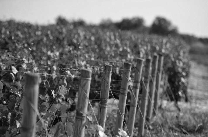 Bourgogne de Vigne en Verre